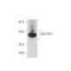 C6orf201 Antibody (B-8) - Western Blotting - Image 333652