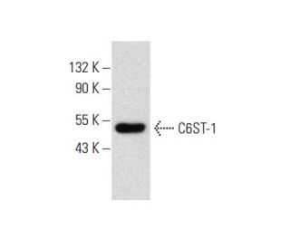 C6ST-1 Antibody (A-8) - Western Blotting - Image 136186 