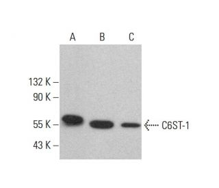 C6ST-1 Antibody (G-9) - Western Blotting - Image 383799 