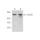 C7orf31 Antibody (F-7) - Western Blotting - Image 350826