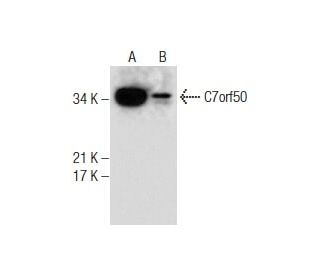 C7orf50 Antibody (D-11) - Western Blotting - Image 286882 