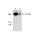 C7orf50 Antibody (D-11) - Western Blotting - Image 286882 