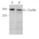 C7orf50 Antibody (D-11) - Western Blotting - Image 369942 