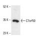 C7orf50 Antibody (D-11) - Western Blotting - Image 411830
