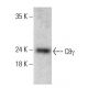 C8γ Antibody (H-10) - Western Blotting - Image 364863