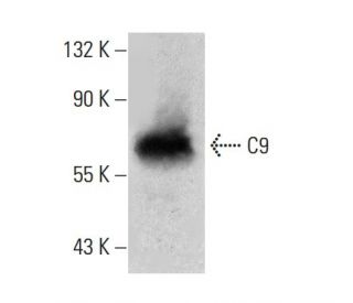 C9 Antibody (E-3) - Western Blotting - Image 385163