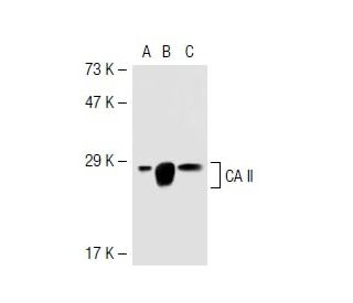 CA II Antibody (D-8) - Western Blotting - Image 41548