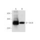 CA III Antibody (B-2) - Western Blotting - Image 304307 