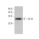 CA III Antibody (B-2) - Western Blotting - Image 359340