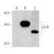 CA III Antibody (E-4) - Western Blotting - Image 132688