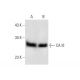 CA III Antibody (E-4) - Western Blotting - Image 303350 