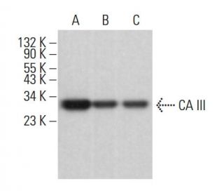 CA III Antibody (F-10) - Western Blotting - Image 382332 