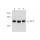CA III Antibody (G-5) - Western Blotting - Image 309515