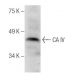 CA IV Antibody (E-6) - Western Blotting - Image 287888 