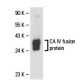 CA IV Antibody (G-11) - Western Blotting - Image 18284