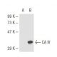 CA IV Antibody (G-11) - Western Blotting - Image 44965 