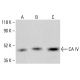 CA IV Antibody (G-11) - Western Blotting - Image 413348 
