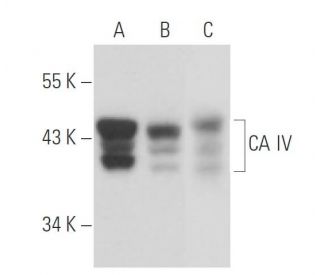 CA IV Antibody (H-5) - Western Blotting - Image 15794