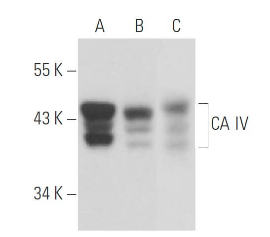 Anti-ca Iv Antibody (h-5) 