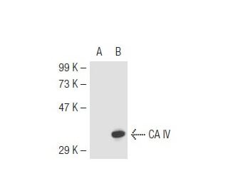 CA IV Antibody (G-11) - Western Blotting - Image 44965Each CRISPR/Cas9 Knockout (KO) Plasmid product consists of a pool of 3 plasmids designed to ensure identification and cleavage of a specific gene for maximum knockout efficiency. Each plasmid encodes a unique 20 nt sequence derived from the GeCKO (v2) library.