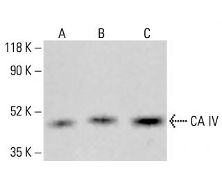 CA IV Antibody (G-11) - Western Blotting - Image 413348