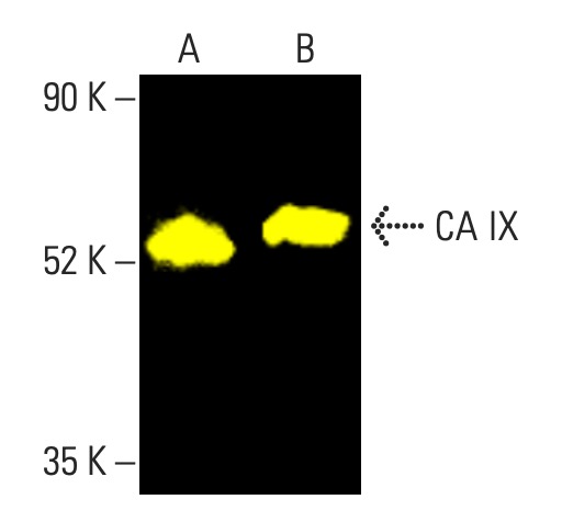 CA IX Antibody H 11 SCBT Santa Cruz Biotechnology