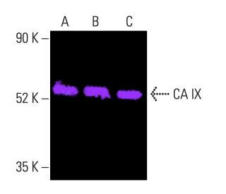 western blotting image from recommended CA IX (H-11) monoclonal antibody replacement. Image 403828