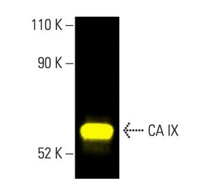 CA IX Antibody (H-11) - Western Blotting - Image 404220