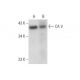 CA V Antibody (A-1) - Western Blotting - Image 301461 