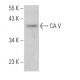 CA V Antibody (A-1) - Western Blotting - Image 369873