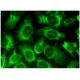 CA VB Antibody (D-9) - Immunofluorescence - Image 298907 