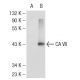 CA VII Antibody (H-4) - Western Blotting - Image 108887