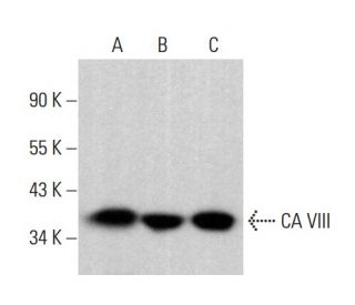 CA VIII Antibody (B-5) - Western Blotting - Image 383106 