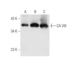 CA VIII Antibody (E-4) - Western Blotting - Image 66034 