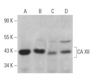 CA XII Antibody (A-3) - Western Blotting - Image 362823