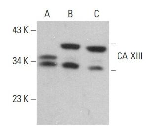 CA XIII Antibody (D-8) - Western Blotting - Image 377122 