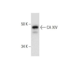 CA XIV Antibody (C-10) - Western Blotting - Image 300116 