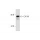 CA XIV Antibody (C-10) - Western Blotting - Image 300116 