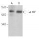 CA XIV Antibody (C-10) - Western Blotting - Image 366220