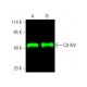 western blotting image from recommended CA XIV (A-4) monoclonal antibody replacement. Image 387295