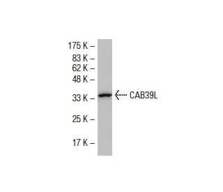 CAB39L Antibody (Q32) - Western Blotting - Image 33766 