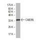 CAB39L Antibody (Q32) - Western Blotting - Image 33766 