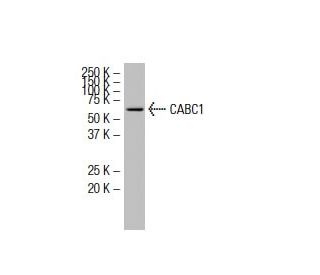 CABC1 Antibody (687) - Western Blotting - Image 34035 