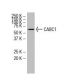 CABC1 Antibody (687) - Western Blotting - Image 34035 