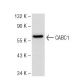 CABC1 Antibody (687) - Western Blotting - Image 47977