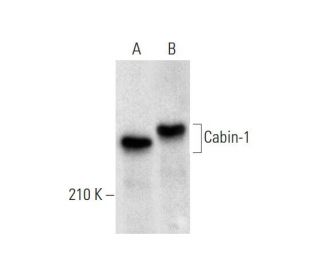 Cabin-1 Antibody (B-11) - Western Blotting - Image 318023 