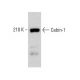Cabin-1 Antibody (B-11) - Western Blotting - Image 376078