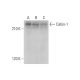 Cabin-1 Antibody (E-11) - Western Blotting - Image 318365
