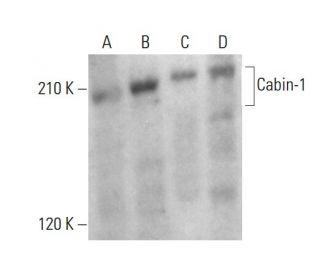 Cabin-1 Antibody (E-11) - Western Blotting - Image 376438 