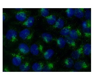 CaBP1 Antibody (A-4) - Immunofluorescence - Image 143147 